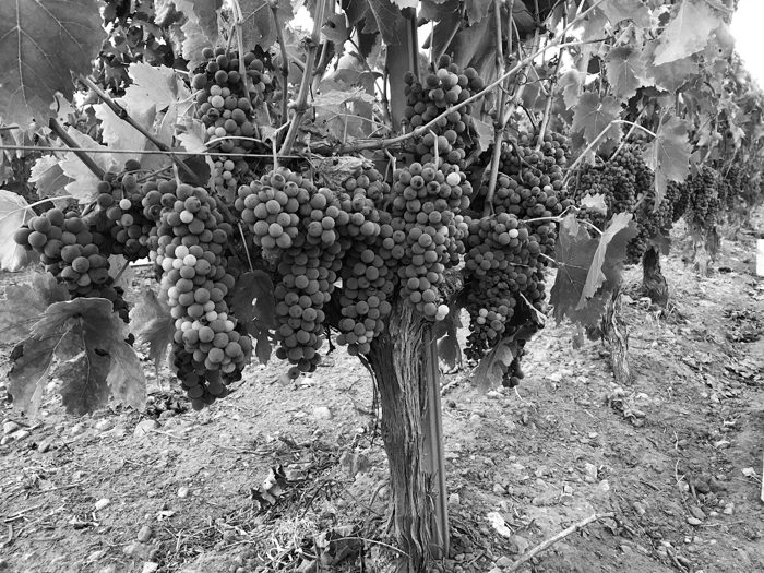 Frappato maturo il 25 settembre, grappoli pronti alla vendemmia — archivio reale, bianco e nero
